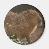 Capybara Magnet (Vorne)