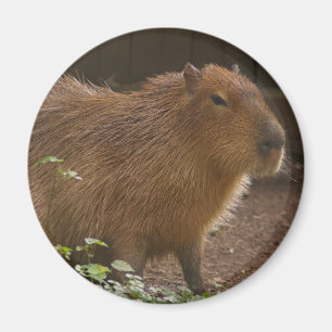 Capybara Magnet
