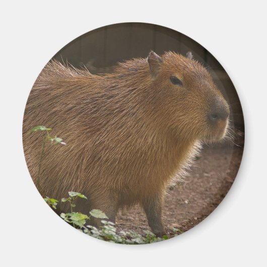 Capybara Magnet (Vorne)