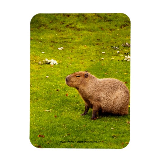 Capybara Magnet (Vertikal)