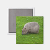 Capybara-Magnet Magnet (Vorderseite/Rückseite)