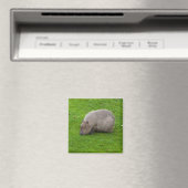 Capybara-Magnet Magnet (In Situ (Geschirrspüler))