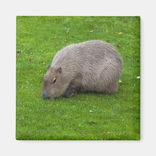 Capybara-Magnet Magnet (Vorne)