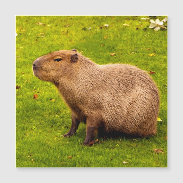 Capybara Magnetkarte (Vorderseite)