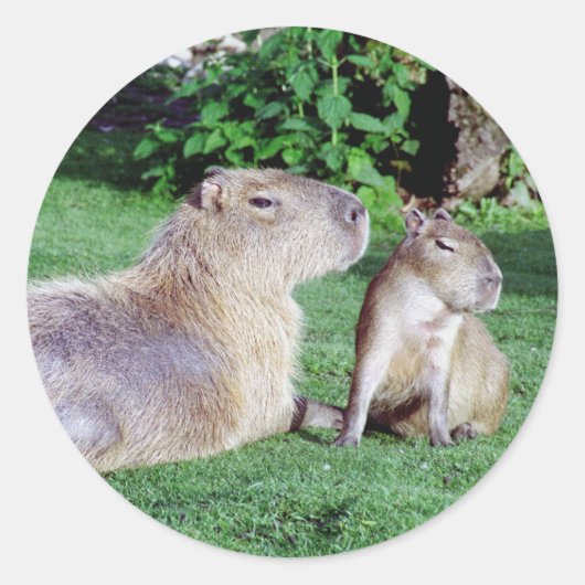 Capybara Mama und Son Stickers (Vorderseite)
