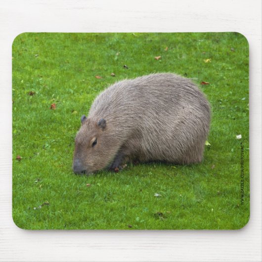 Capybara-Mauspad Mousepad (Vorne)