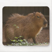 Capybara Mousepad (Vorne)
