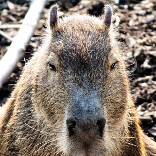 CAPYBARA MOUSEPAD