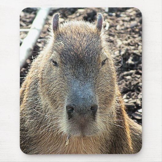 CAPYBARA MOUSEPAD (Vorne)