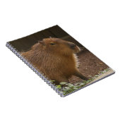 Capybara Notizblock (Rechte Seite)