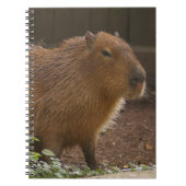 Capybara Notizblock (Vorderseite)