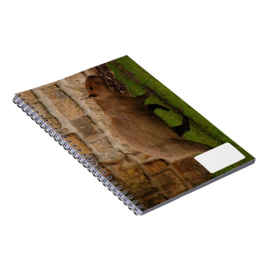 Capybara Notizblock (Rechte Seite)