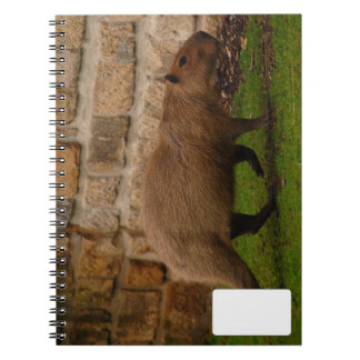 Capybara Notizblock