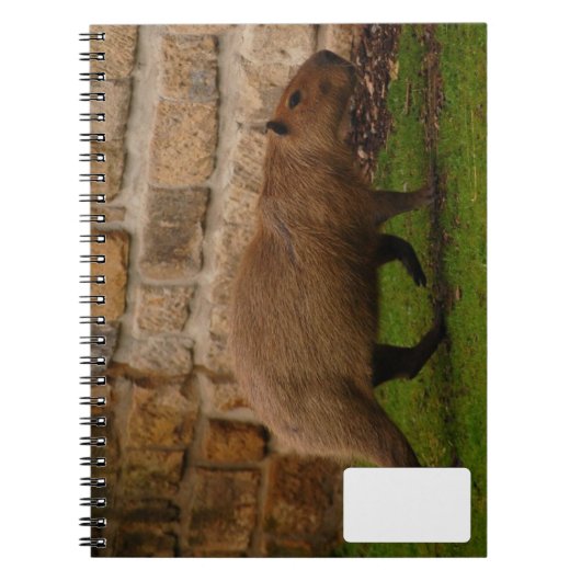 Capybara Notizblock (Vorderseite)