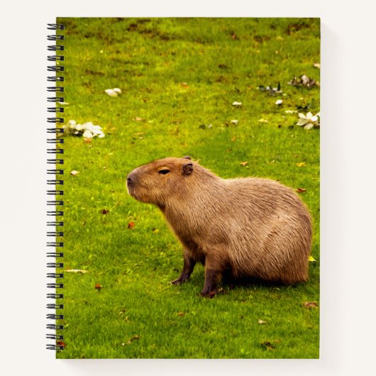 Capybara Notizblock (Vorderseite)