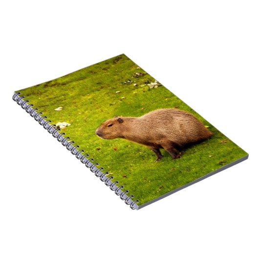 Capybara Notizblock (Rechte Seite)