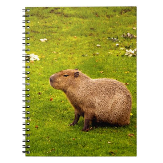 Capybara Notizblock (Vorderseite)