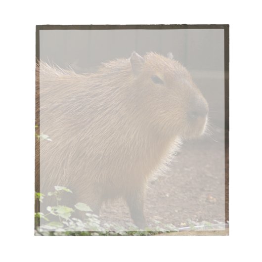 Capybara Notizblock (Vorderseite)