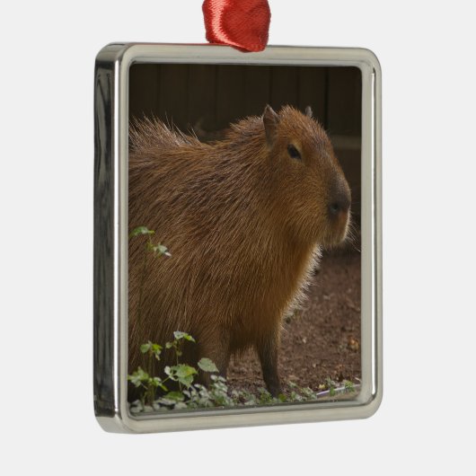 Capybara Ornament Aus Metall (Rechts)