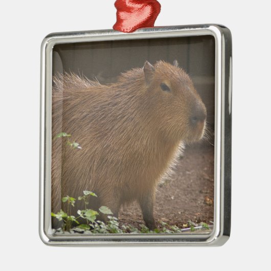 Capybara Ornament Aus Metall (Links)