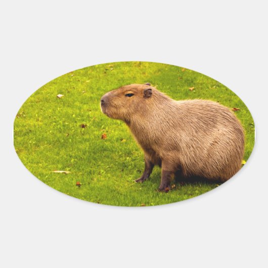 Capybara Ovaler Aufkleber (Vorderseite)