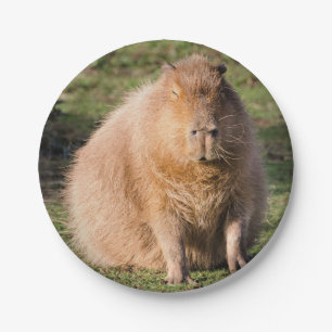 Capybara Pappteller