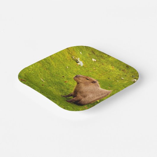 Capybara Pappteller (Gewinkelt)