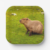 Capybara Pappteller (Vorderseite)