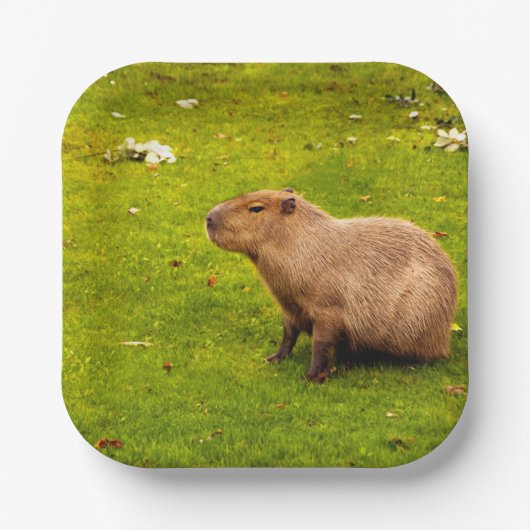 Capybara Pappteller (Vorderseite)