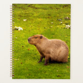 Capybara Planer (Vorderseite)
