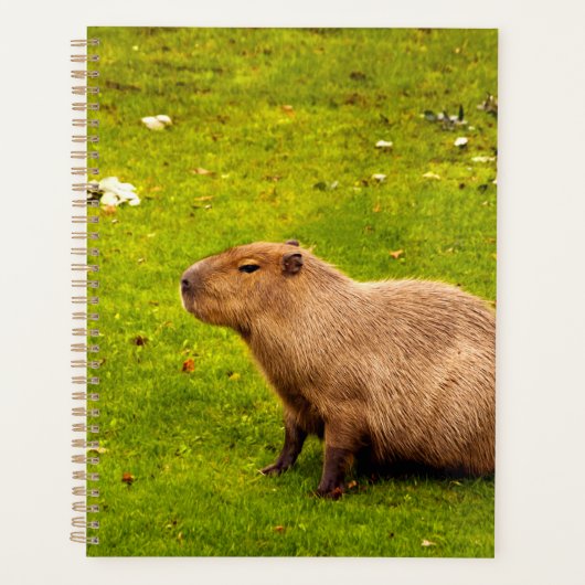 Capybara Planer (Vorderseite)