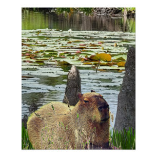 Capybara - Pneumatophores - Wildtiere Poster