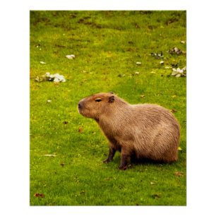 Capybara Poster