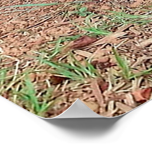 Capybara Poster (Ecke)