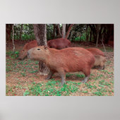 Capybara Poster (Vorne)