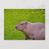 Capybara Postkarte (Vorderseite)