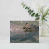 Capybara Postkarte (Stehend Vorderseite)
