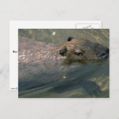 Capybara Postkarte (Vorne/Hinten)