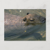 Capybara Postkarte (Vorderseite)