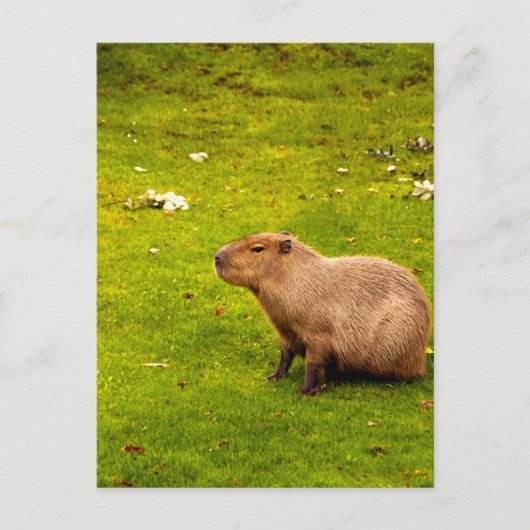 Capybara Postkarte (Vorderseite)