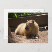 Capybara Postkarte (Vorne/Hinten)