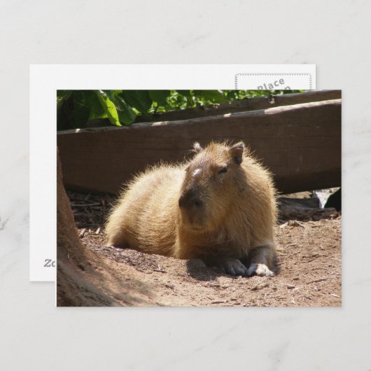 Capybara Postkarte (Vorne/Hinten)
