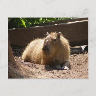 Capybara Postkarte