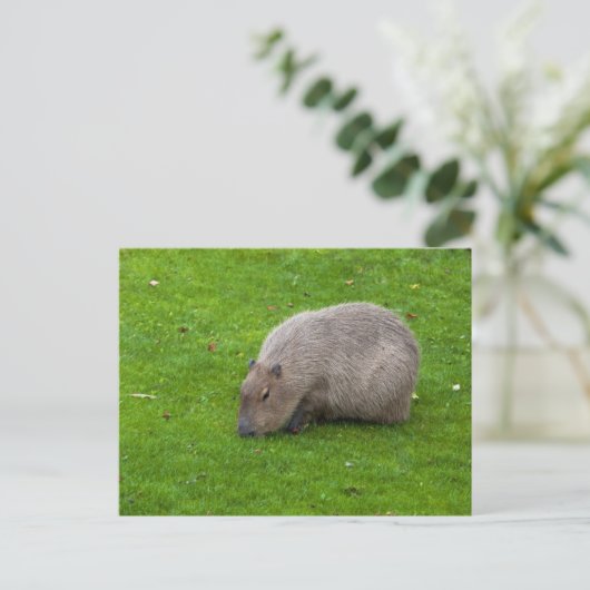 Capybara Postkarte (Stehend Vorderseite)