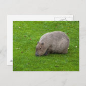 Capybara Postkarte (Vorne/Hinten)