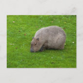 Capybara Postkarte (Vorderseite)