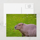 Capybara-Postkarte Postkarte (Vorne/Hinten)