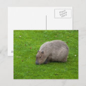 Capybara-Postkarte Postkarte (Vorne/Hinten)