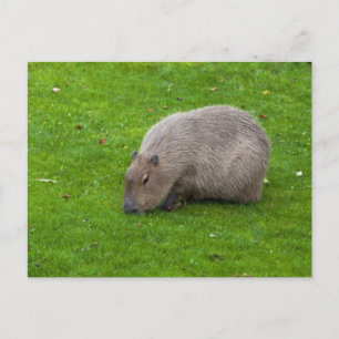 Capybara-Postkarte Postkarte