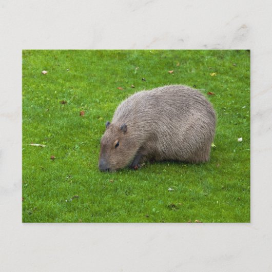 Capybara-Postkarte Postkarte (Vorderseite)